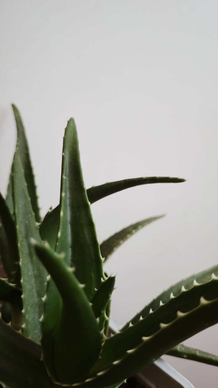 Aloe Vera