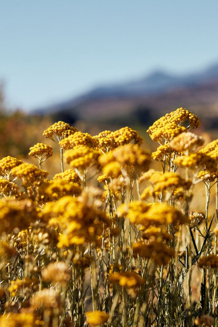 Fleur d&#39;immortelle