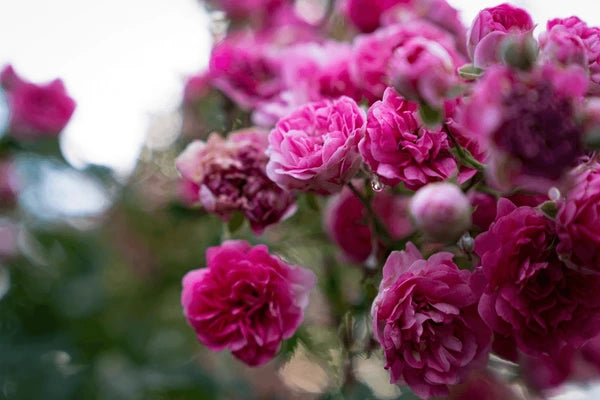 Rosa Damascena